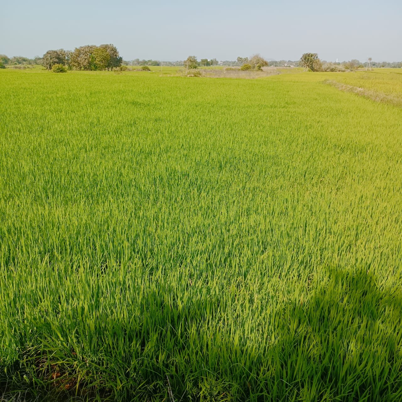 Paddy Farmland in Rice Bowl of India Own a Farm