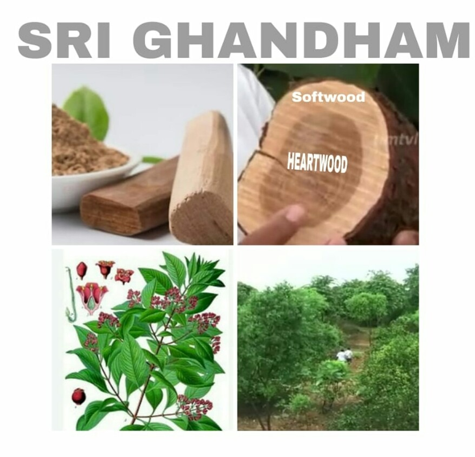 Collecting sandalwood seeds - YouTube