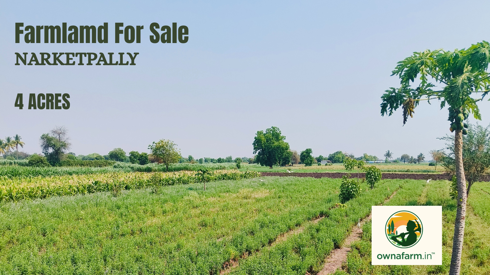 Agricultural Land for Sale in Narketpally – 4 Acres Green Farmland