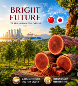 Premium Red Sandalwood Plantation with Global Market Opportunities from China and Japan
