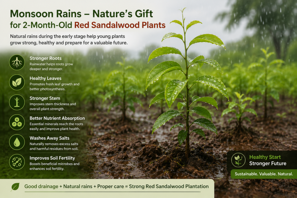Two-month-old Red Sandalwood (Pterocarpus santalinus) plants thriving during the monsoon season with lush green leaves, strong root development, improved soil fertility, and healthy plantation growth in India.