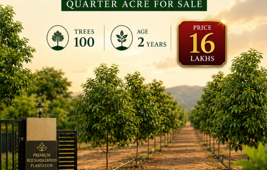 Premium 2-Year-Old Red Sandalwood Plantation Farm, Quarter Acre, 100 Trees, Ramgopalpuram, Veligandla, Andhra Pradesh