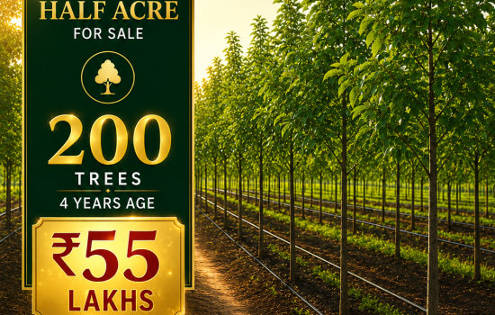 Premium 4-Year Red Sandalwood Plantation Farm – Half Acre with 200 Trees at Badugaleru, Andhra Pradesh