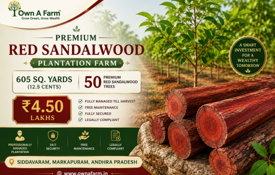 Premium Red Sandalwood Plantation Farm – 605 Sq. Yards with 50 Trees in Siddavaram, Markapuram, Andhra Pradesh | Managed Farmland Investment