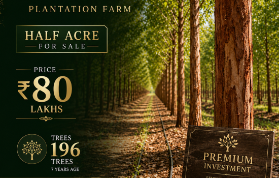 Premium 7-Year-Old Red Sandalwood Plantation Farm – Half Acre with 196 Trees