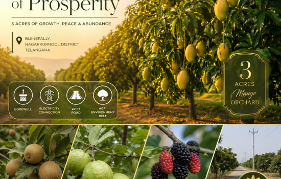 3 acre mango farm land with borewell electricity road access in Bijinepally Nagarkurnool Telangana