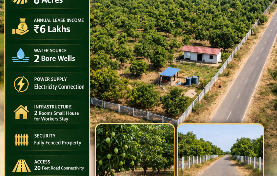 6 Acre Mango Farm with ₹6 Lakhs Annual Income, Bore Wells & Road Access in Suryapet Telangana