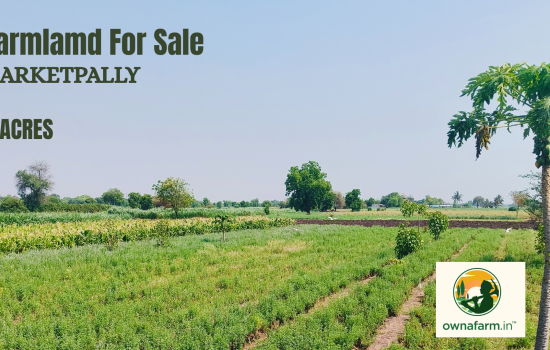 Agricultural Land for Sale in Narketpally – 4 Acres Green Farmland