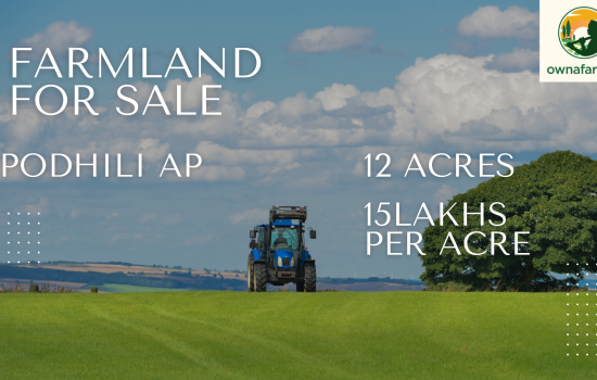 Agricultural Land for Sale in Podhili AP – 12 Acres Farmland