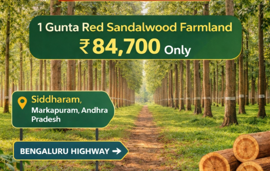 1 Gunta Red Sandalwood Farmland in Siddharam, Markapuram near Bengaluru Highway – ₹84,700 with High Return Potential