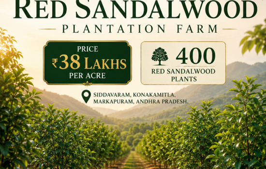 Sudhena Agro Farms Vasanthavanam-8 Red Sandalwood Plantation Farm – ₹38 Lakhs Per Acre with 400 Red Sandalwood Plants in Siddavaram, Andhra Pradesh