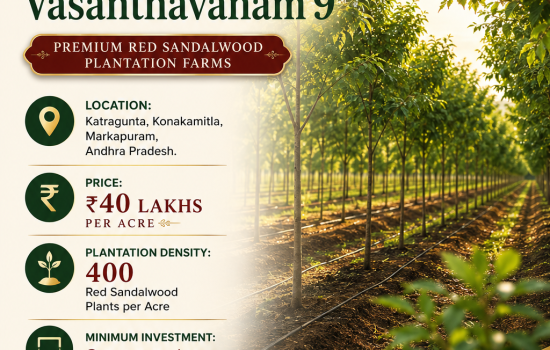 Premium Sudhena Agro Farms Vasanthavanam 9 Red Sandalwood Plantation at Katragunta, Markapuram – ₹40 Lakhs per Acre.