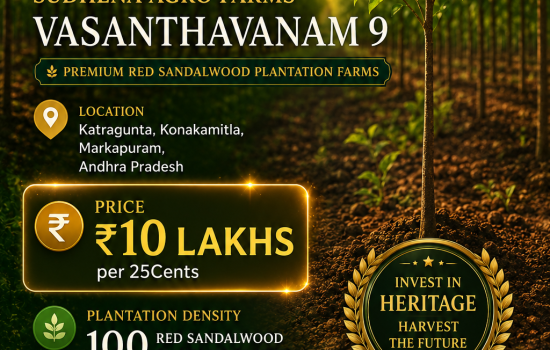 Premium Red Sandalwood Plantation at Vasanthavanam 9, Katragunta | ₹10 Lakhs per 25 Cents | Sudhena Agro Farms